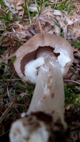 Cortinarius caperatus