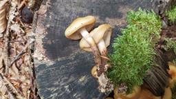 Kuehneromyces mutabilis