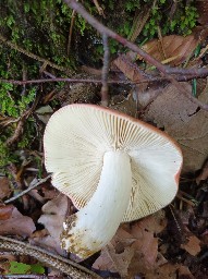 Russula nobilis