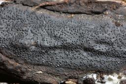 Biscogniauxia mediterranea