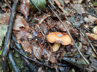 Lactifluus volemus