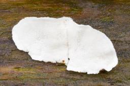 Cyanosporus caesius