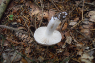 Hygrophorus agathosmus