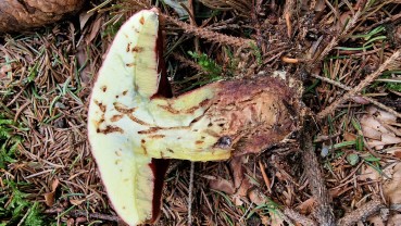 Rubroboletus rubrosanguineus