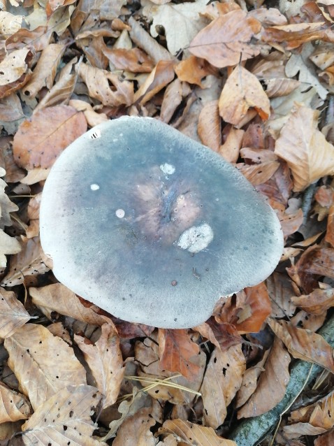 Russula cyanoxantha