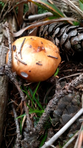 Russula decolorans