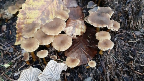 Craterellus tubaeformis