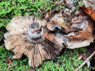 Russula densifolia