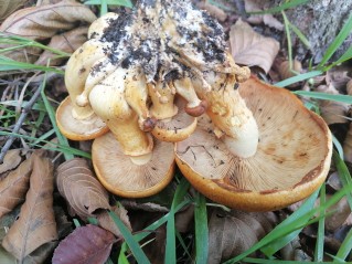 Pholiota aurivella