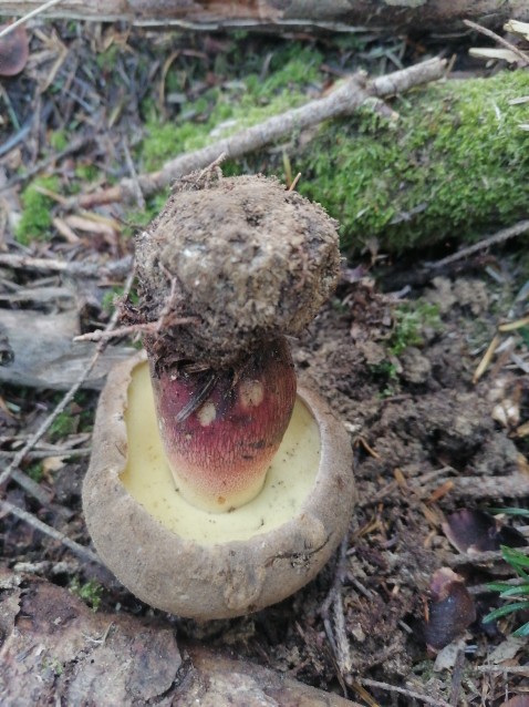 Caloboletus calopus
