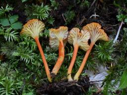 Hygrocybe cantharellus