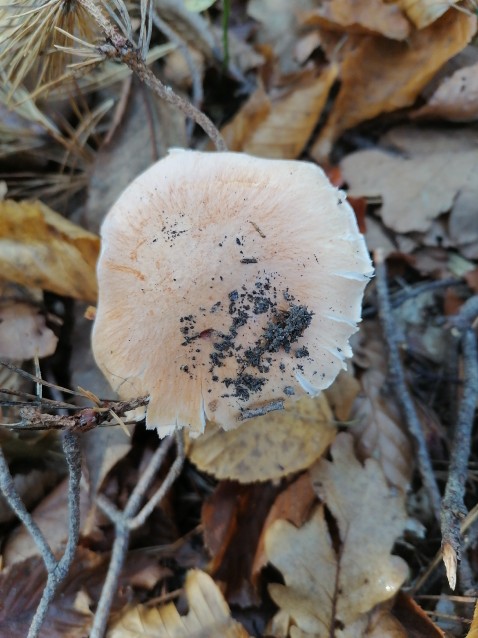 Hygrophorus nemoreus