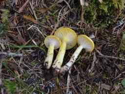 Hygrophorus speciosus