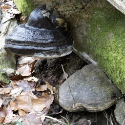 Fomes fomentarius