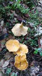 Cantharellus cibarius