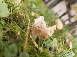 Helvella crispa