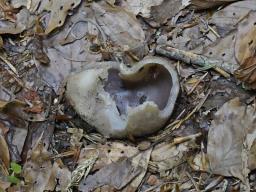 Sarcosphaera coronaria