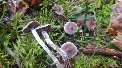 Cortinarius hemitrichus