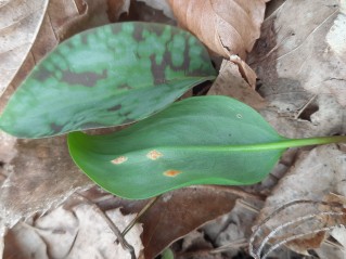Uromyces erythronii