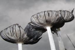 Coprinopsis lagopus