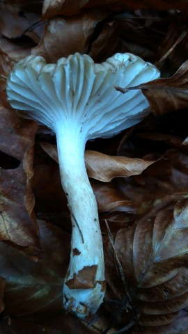 Hygrophorus olivaceoalbus