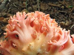 Ramaria subbotrytis