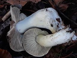 Tricholoma portentosum