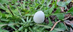Coprinellus ellisii
