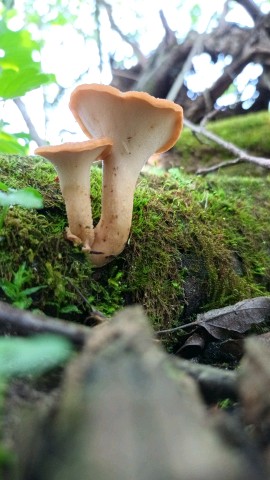 Polyporus tuberaster