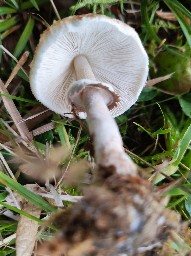 Macrolepiota mastoidea