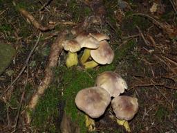 Tricholoma bufonium