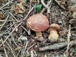 Butyriboletus roseogriseus