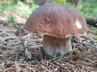 Boletus edulis