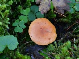 Lactarius aurantiacus