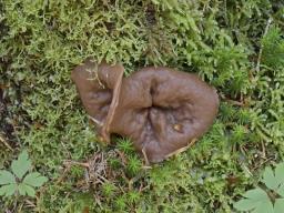 Discina ancilis