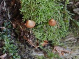 Galerina triscopa