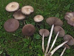 Entoloma sericeum