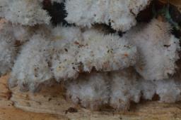 Schizophyllum commune