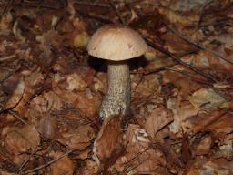 Leccinum scabrum