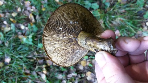 Lactarius turpis