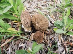 Morchella eximia