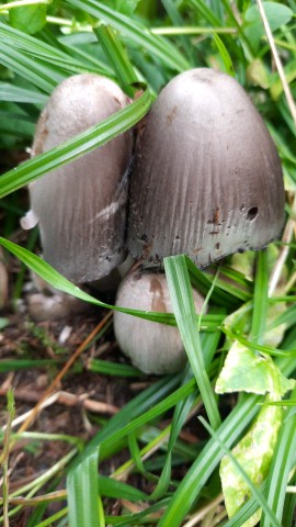 Coprinopsis atramentaria