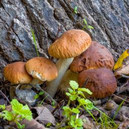 Cyclocybe cylindracea