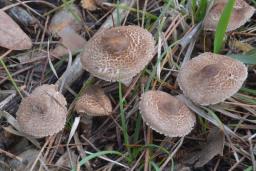 Lepiota pseudolilacea