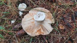 Russula foetens