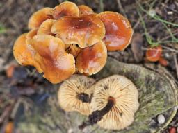 Flammulina velutipes