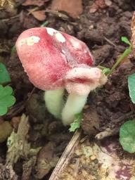 Russula emetica