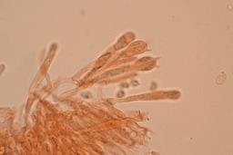 Cuphophyllus fornicatus