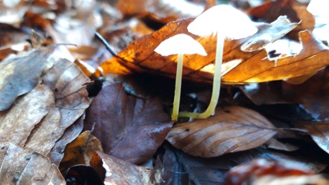 Mycena epipterygia