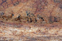 Ophiognomonia setacea